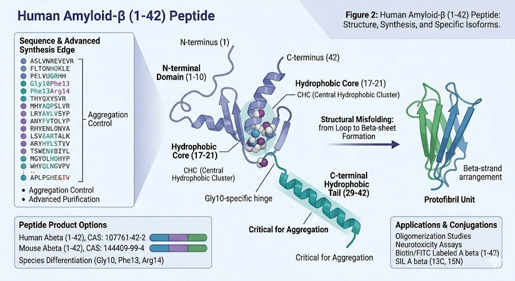 amyloid-beta-1-42-peptide-structure-synthesis-edge